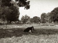 Allein auf der Weide  Pentax 645N, SMC FA 2.8/75, ADOX CHS100 II   - 06.09.2024 -