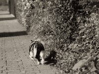 Lilly geht  Pentax 645N, SMC FA 2.8/150, Fuji Acros 100II  - 11.09.2023 -