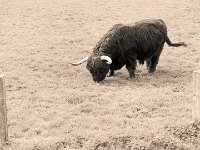 Highlander, zwei Jahre später  Pentax645N, 2.8/150, Fuji NP400PR/200