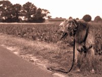 Irish Wolfshund mit Frau, die nicht aufs Foto wollte.  Pentax 67II, SMC 2.4/105, HP5+@160