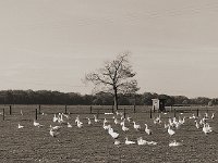 Gänseweide  Pentax 67II, 2.4/105, Adox CHS 100/100