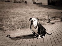 Old English Bulldog sitzt für mich ganz still  Pentax SuperA, SMC 2.0/35, Gelbfilter, Adox CHS100II