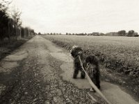 Spaziergang mit Lilly  Pentax Super A, Soligor C/D wide auto 2.8/20 MC, Bergger Pancro400