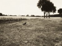 Die Katze im Feld  Pentax K2, SMC M 2.8/40, Orangefilter, Ilford Delta 100pro @100  - 09.08.2018 -