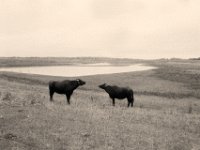 Begegnung und Abschätzung  Pentax LX, SMC 2.0/35; Foma Retropan 320@160