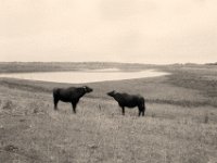 Begegnung und Abschätzung  Pentax LX, SMC 2.0/35; Foma Retropan 320@160