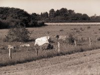 Am Wegesrand auf der Weide  Pentax 645N, 2.8/150, Bergger Pancro 400@200