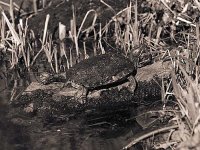 Gross A´Thuin  Pentax 6x7; 2.8/150; Adox CHS 50/32 - 8.März 2008 -