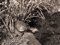 Gross A`Thuin ist wieder da  Pentax 645N, 2.4/105 (67er), Adox CHS100/100 - 25.04.2013 -