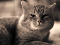 Rota, der Kater  Pentax K2, 1.4/50, 400TX/400 - 02.01.2012 -