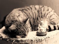 Sammy und Buddha  Pentax 67II; 4.0/200; 400TX/250    -