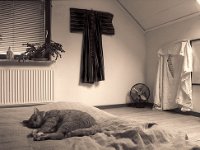 Kater Rota auf dem Futon  Pentax 645N; 4.0/45 (67er); Efke R100/160 - 26.12.2011 -