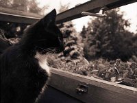 Möhre schaut aus dem Dachfenster  Pentax 6x7; 4.0/45; Classic Pan 400 - Juni 2003 -