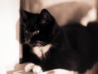 Kater Brüderchen  Pentax LX, SMC 1.4/50; Rollei RPX100@100