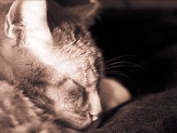 sleeping  Pentax LX,  Sigma 8.0/600 Mirror, lford HP5+@1600