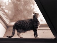 Grey am Dachfenster  Pentax 67II, SMC 4.0/200, Ilford HP5+@800 - 29.01.2015 -