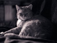 Rota der Kater  Pentax K2, SMC 2.4/105 (67er), Pancro 400@800