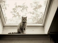 Kater Mito  Canham DLC 45; Apo Sironar-N 5.6/150, Fuji Acros 100 : homepage, Fensterbank, Katze, Mito, Kater