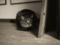 Struppi auf der Lauer  Pentax K-1, HD Pentax DFA* 1.4/50 SDM AW   - 12.11.2019 - : Wohnung, Kater, Katze