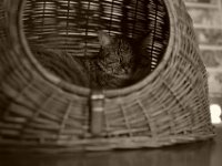 Mito im Korb  Pentax K-1, HD Pentax- DFA* 1.4/50 SDM AW  -21.12.2019 - : Wohnraum, Struppi, Wohnung, Katze, Kater