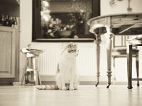 Theo der Senior Kater  Pentax K-1,  HD Pentax-DFA 2.8/24-70 ED SDM WR, Pentax Blitz AF-500 FTZ  - 24.02.2019 - : Kater, Katze, Küche, Theo, Wohnung