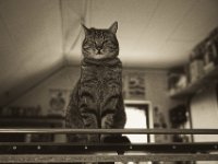 Mito  Pentax K-1,  HD Pentax-DFA 2.8/24-70 ED SDM WR  -18.03.2019 - : Kater, Katze, Mito, Wohnung