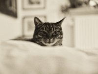 Alice  Pentax K-1, HD Pentax - DFA 2.8/ 24-70 ED SDM WR  - 02.10.2018 - : Alice, Katze, Schlafzimmer, Wohnung