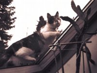 Lilly am Dachfenster  Pentax Super A, Soligor C/D Wide Auto 2.8/20, Silvermax 100@64  - 05.03.2018 - : Dach, Dachfenster, homepage, Katze, Lilly