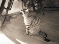 Kater Mito und Fahrrad im Zimmer  Pentax MZ-S, SMC FA  1.9/43 Limited, Adox Silvermax 100@64