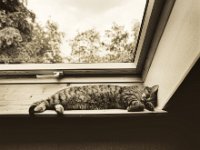 Mito schläft am Dachfenster  Pentax 67II, SMC 4.0/45, Fuji Acros @100