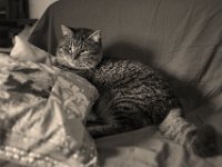 Struppi  Pentax K-1, HD Pentax- DFA* 1.4/50 SDM AW  -07.01.2020 - : Wohnraum, Struppi, Sofa, Katze, Kater