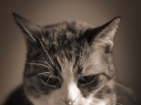 Grey  Pentax K-1, HD Pentax - D FA* 2.8/70-200ED DC AW  - 16.02.2020 - : Wohnung, Grey, Katze