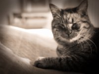 Struppi  Pentax K-1, HD Pentax - D FA* 2.8/70-200ED DC AW  - 17.02.2020 - : Schlafzimmer, Struppi, Futonbett, Kater, Katze