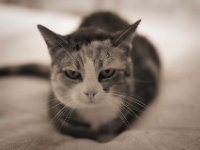 Grey  Pentax K-1, HD Pentax DFA* 1.4/50 SDM AW  - 11.06.2020 - : Wohnraum, Grey, Katze