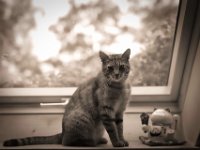 Mito  Pentax K-1, HD Pentax DFA* 1.4/50 SDM AW  - 14.06.2020 - : Fensterbank, Katze, Mito, Kater