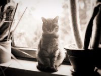 Mito  Pentax MZ-S, SMC FA  1.9/43 Limited, Adox CHS100II : Fensterbank, Katze, Mito, Kater