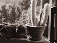 Alice auf der Fensterbank  Canham DLC 45; Apo Ronar 9.0/300, Bergger Pancro400  - 03.03.2022 -