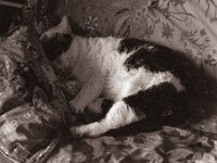 Harlekin schläft  Canham DLC 45; Apo Ronar 9.0/300, Bergger Pancro400  - 03.03.2022 -