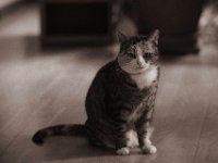 Grey  Pentax K-1, HD Pentax-D FA* 2.8/70-200 ED DC AW   - 24.11.2022 -