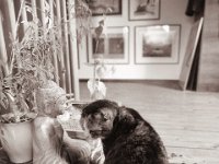 Genug Buddha  Pentax K-1, HD Pentax-D FA* 2.8 /24-70 ED SDM WR  - 14.12.2022 - : Figur, Arbeitszimmer, Katze, Buddha, Grey