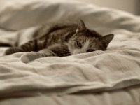 Grey will schlafen  Pentax K-1, HD Pentax - D FA  2.8/70-200 ED DC AW -02.03..2023 -
