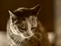 Grey  Pentax-K1, SMC Pentax FA 1.8/77 Limited - 31.10.2023 -