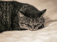 Tiefschlaf  Pentax K-1, HD Pentax-DFA* 1.4/50 SDM AW  - 01.11.2023 -