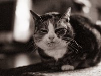 Nicht hetzen  Pentax K2, SMC 1.4/50, ADOX CHS 100II@160  - 12.01.2023 -
