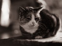 Ruheplatz  Pentax K2, SMC 1.4/50, ADOX CHS 100II@160  - 12.01.2023 -