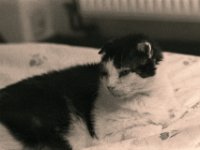 Bettträumer  Yashica FR I, Zeiss Planar 1.4/50, Bergger Pancro400@200  - 06.07.2023 -