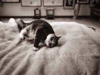 Grey auf dem Bett  Pentax 645N, SMC FA 2.8/45, Bergger Pancro400@640  - 20.01.2022 -