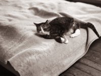 Grey  Fuji GW 690 III, Bergger Pancro400@200  - 11.03.2022 -