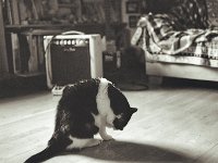 Harlekin  Fuji GW 690 II, Foma Retropan 320 soft   - 22.04.2023 -