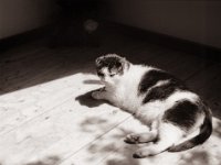 Harlekin  Pentax 645N, SMC FA 2.8/75, Rollei RPX100@64  - 18.06.2022 -